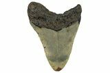 Fossil Megalodon Tooth - North Carolina #258738-2